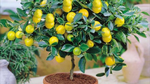 Болезни комнатных лимонов и их лечение: спасаем растение в домашних условиях