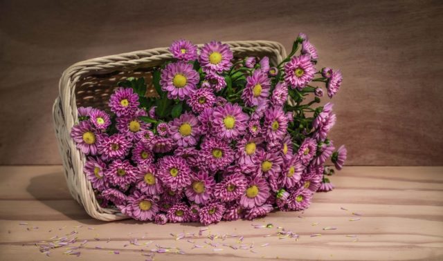 Какие цветы подарить на выписку из роддома