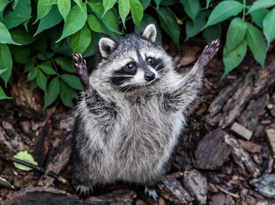 Гороскоп хищниц: на какое хищное животное ты похожа?