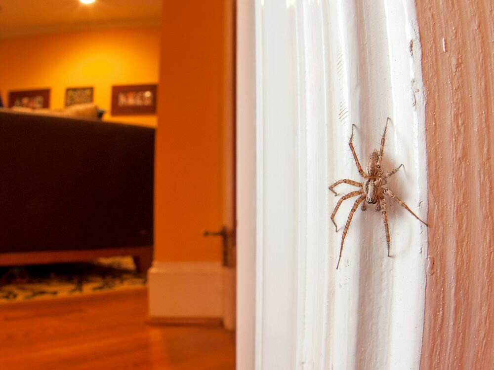 Почему нельзя убивать пауков в доме?