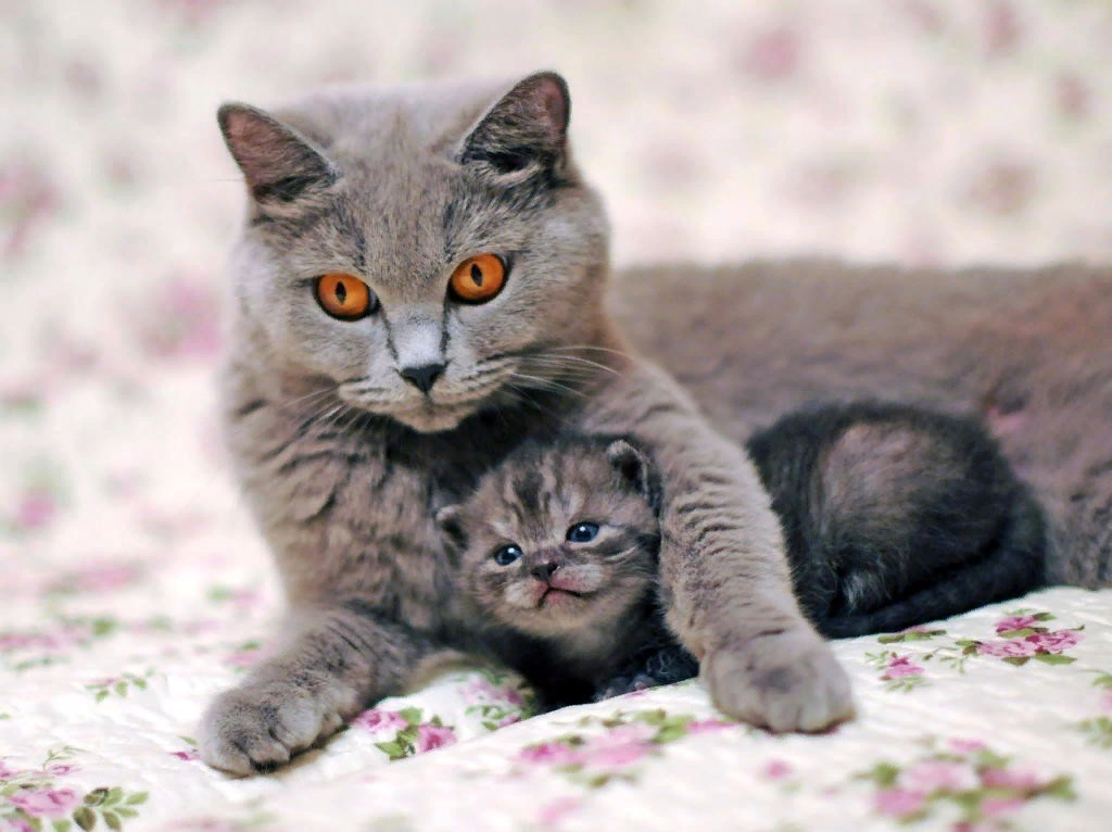 Если кошку не вязать и не стерилизовать что будет. Смотреть фото Если кошку не вязать и не стерилизовать что будет. Смотреть картинку Если кошку не вязать и не стерилизовать что будет. Картинка про Если кошку не вязать и не стерилизовать что будет. Фото Если кошку не вязать и не стерилизовать что будет