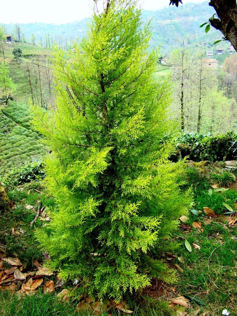 Почему дома нельзя сажать кипарис
