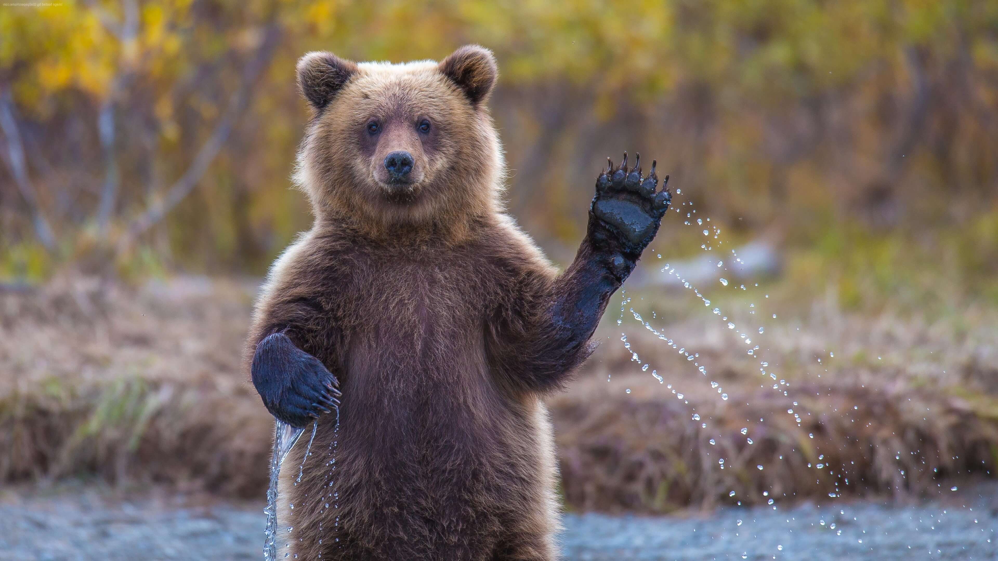 2019 год - К чему снится медведь женщине замужней 2019 год - К чему снится медведь женщине замужней: сонник