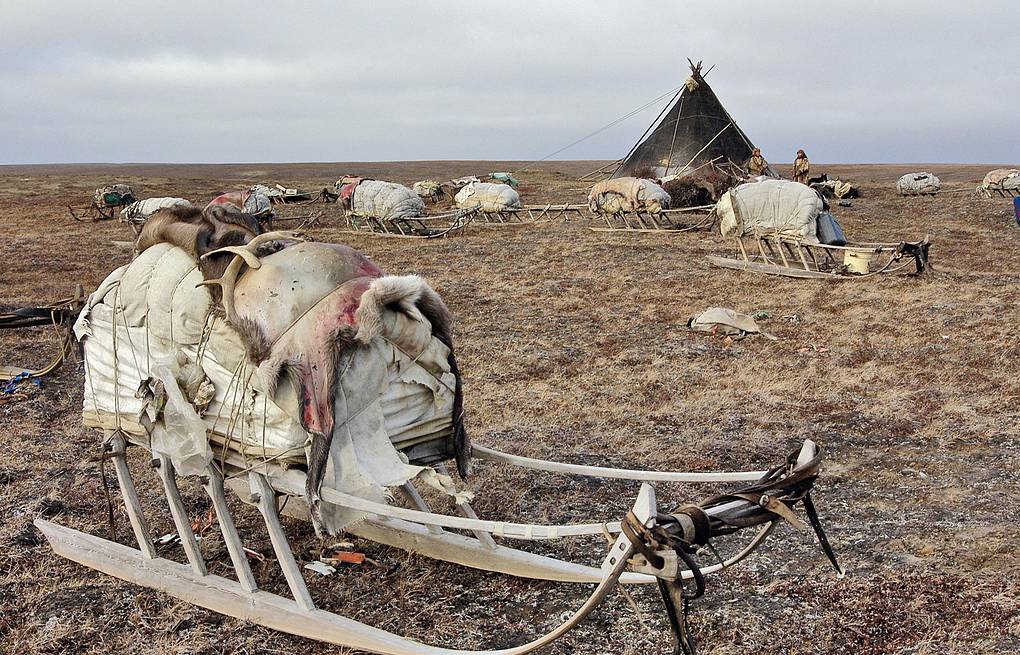 Вспышка сибирской язвы на ямале в 2016 году. Сибирская язва у животных фото. Вспышка сибирской язвы на ямале. Язва ямал. Полуостров ямал сибирская язва.