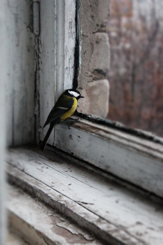 Птичка стучит в окно. Птицы за окном. Синичка за окном. Синичка на окне. Птицы на окна.