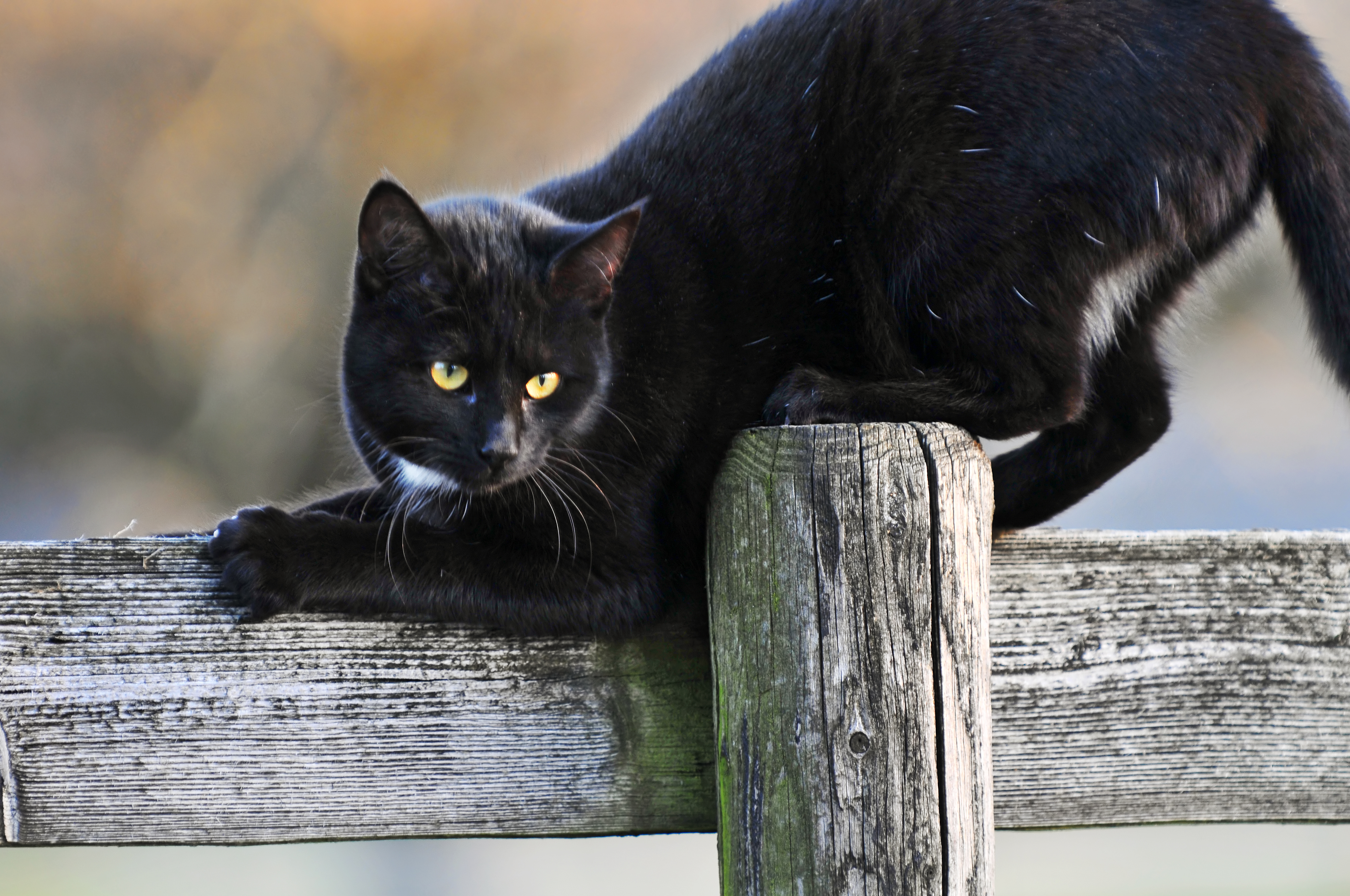 Черная кошка бывает. Чёрный кот. Черные коты. Красивый черный кот. Красивые черные коты.