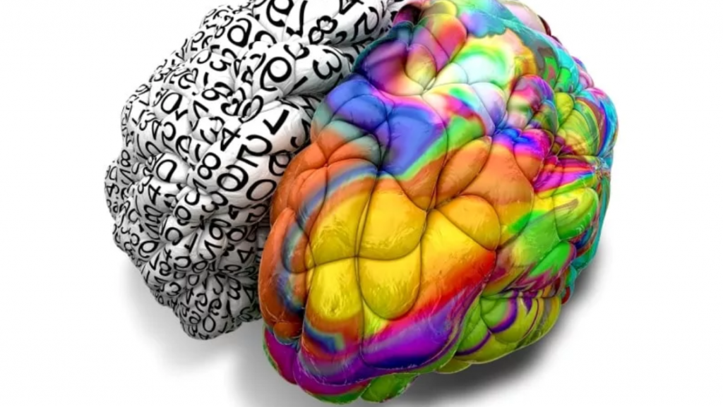 Полушария мозга. 2 Полушария мозга. Левое и правое полушарие мозга. Разноцветный мозг.