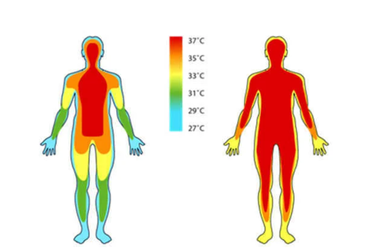 Температура кожных покровов. Распределение температуры тела человека. Температурная карта тела человека. Терморегуляция человека анатомия. Тепловая карта человека.