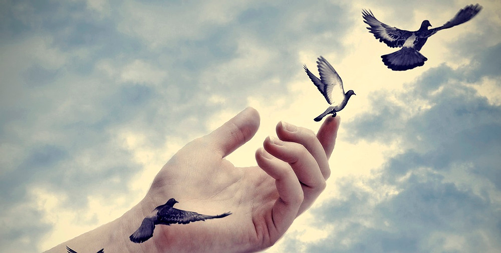 Не получается отпустить. Птичка на руке. Рука и птица в небе. Отпустить птицу. Девушка с птицей на руке.