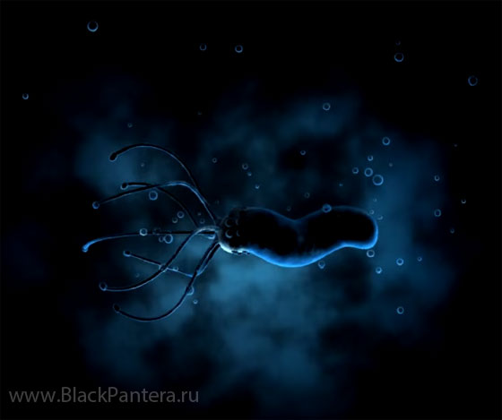 Бактерию Helicobacter Pylori все реже считают ответственной за развития язвы желудка