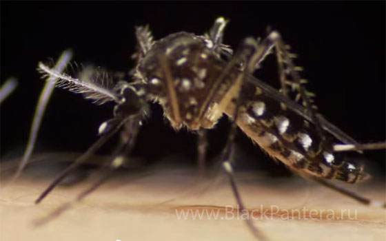 Комар Aedes Aegypti, переносчик желтой лихорадки
