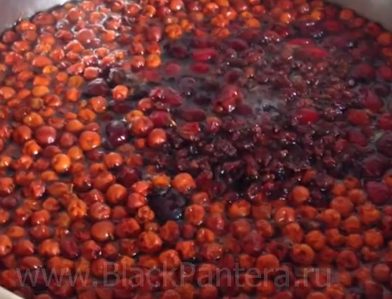 Лечение геморроя рябиной форум