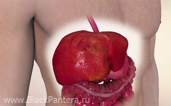 Печень человека