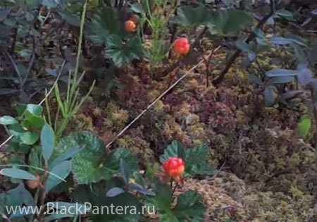 Больным язвой желудка надо есть морошку Больным язвой желудка надо есть морошку