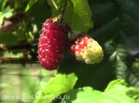 Вегетарианская диета названа лучшей для быстрого похудения Вегетарианская диета названа лучшей для быстрого похудения