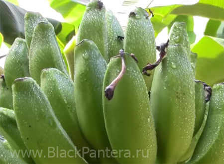 Банановая диета эффективна и безопасна для организма Банановая диета эффективна и безопасна для организма