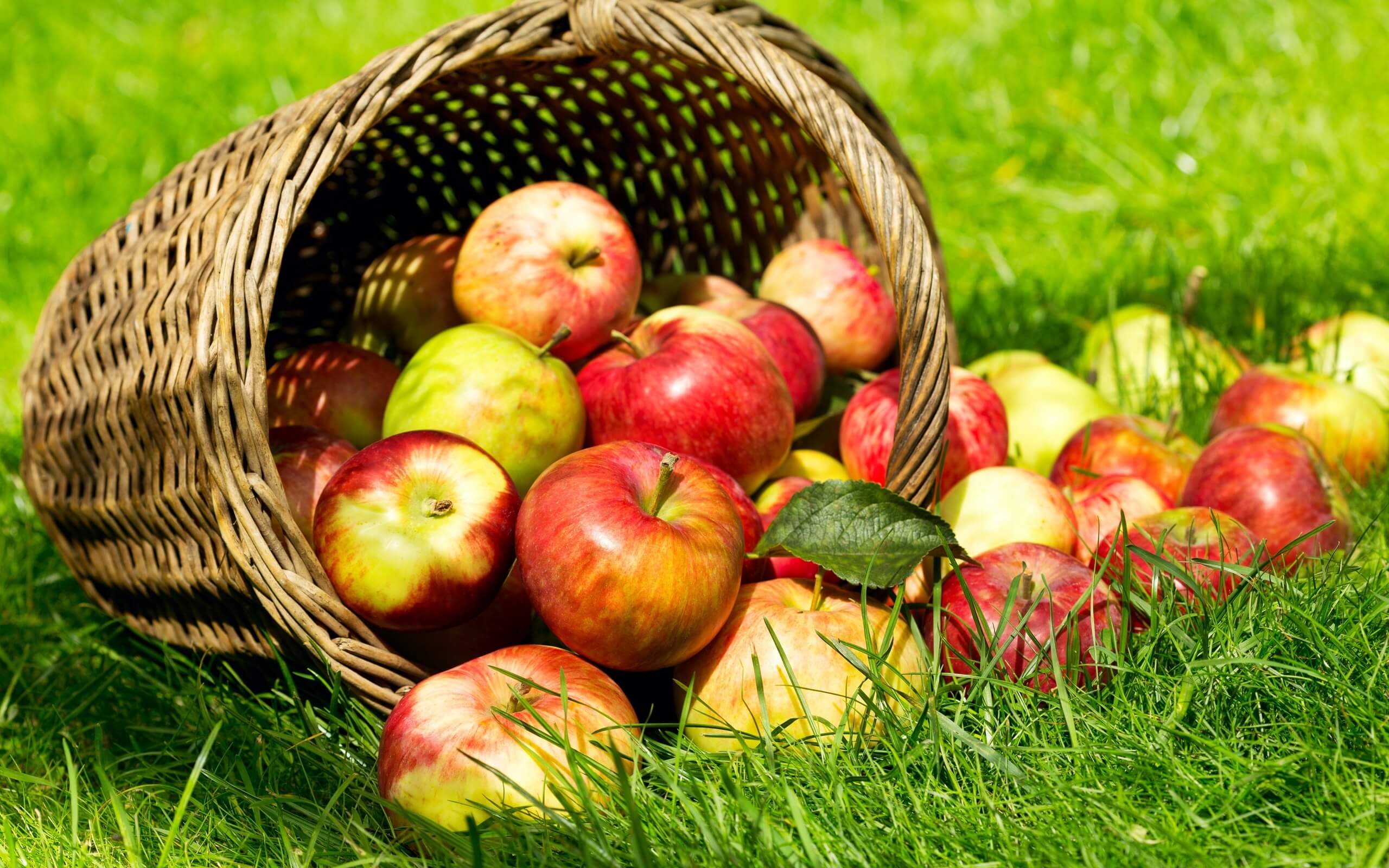 Снятся спелые наливные яблоки на дереве. К чему снятся яблоки женщине: сонник красные, зеленые, большие, собранные и спелые яблочки