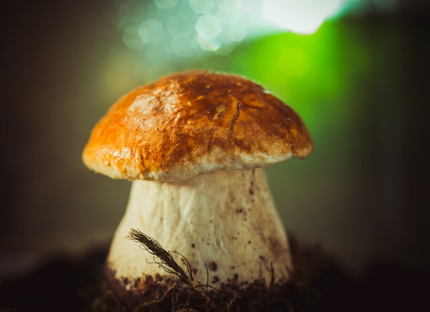 К чему снятся белые грибы?