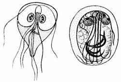 Лямблия - Lamblia intestinalis Лямблия - Lamblia intestinalis