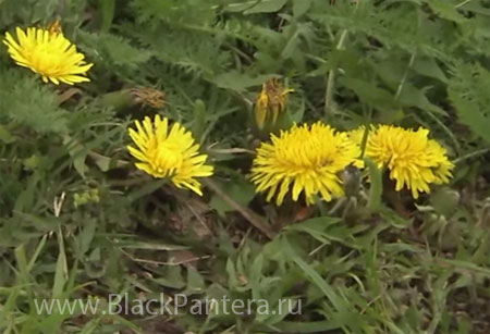 Для профилактики гриппа отлично подходят одуванчики Для профилактики гриппа отлично подходят одуванчики