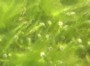 Морские водоросли помогут вылечить артрит Морские водоросли помогут вылечить артрит