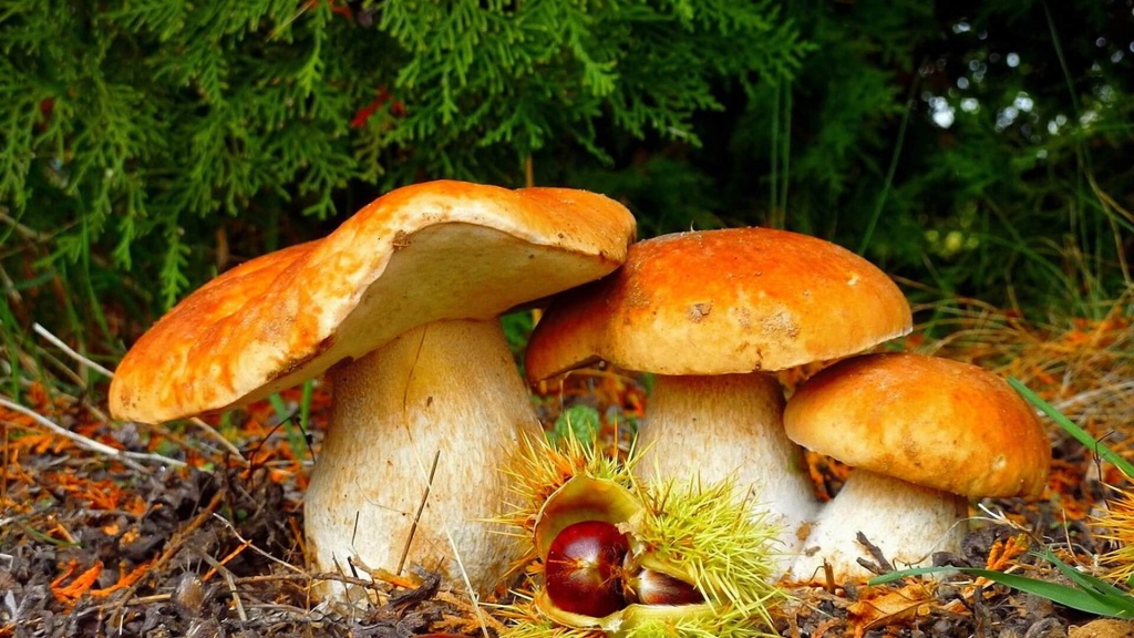 Видеть во сне поляну с грибами thumbnail