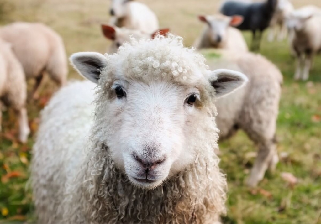 Овца сонник.jpg