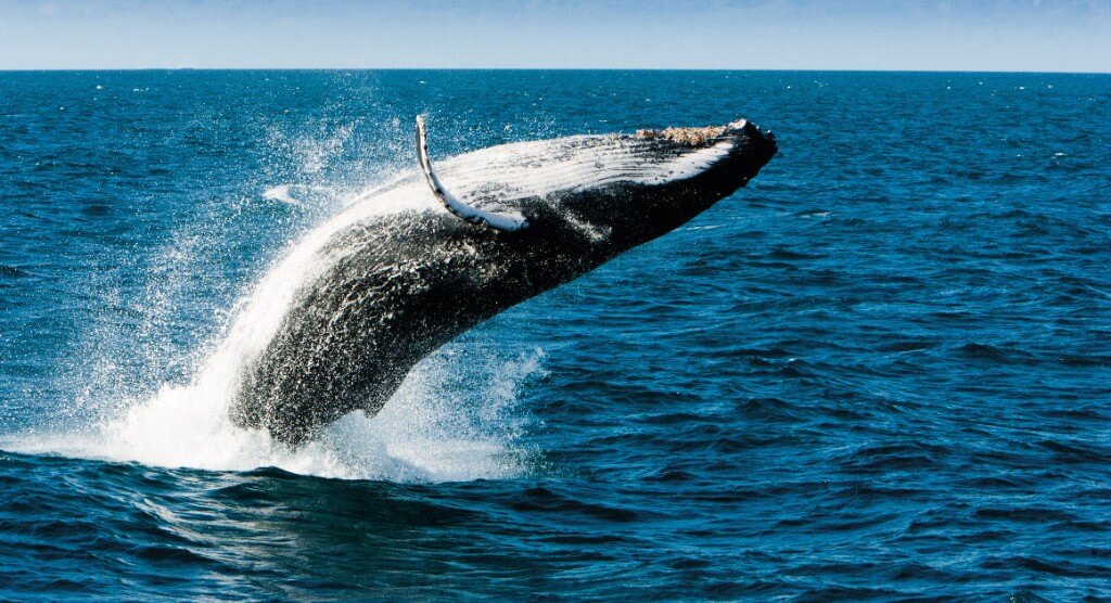 К чему снится кит в море.jpg