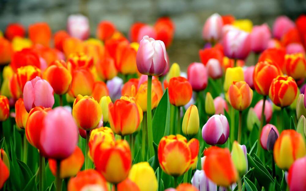 К чему снятся разноцветные тюльпаны.jpg