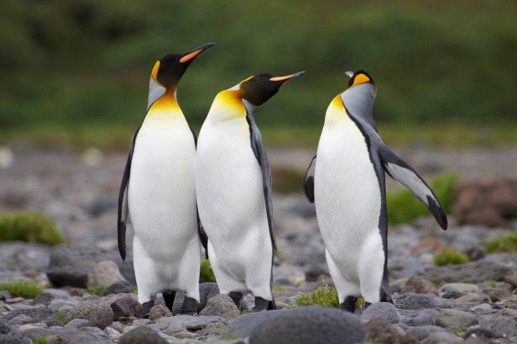 Сонник пингвины.jpg