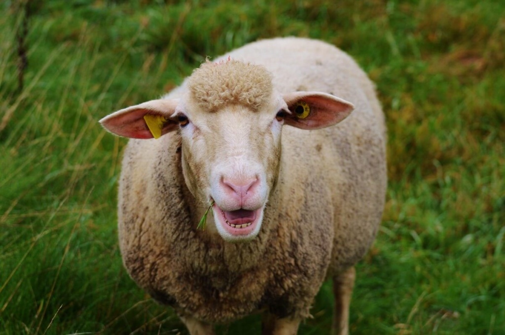 Cонник овцы.jpg