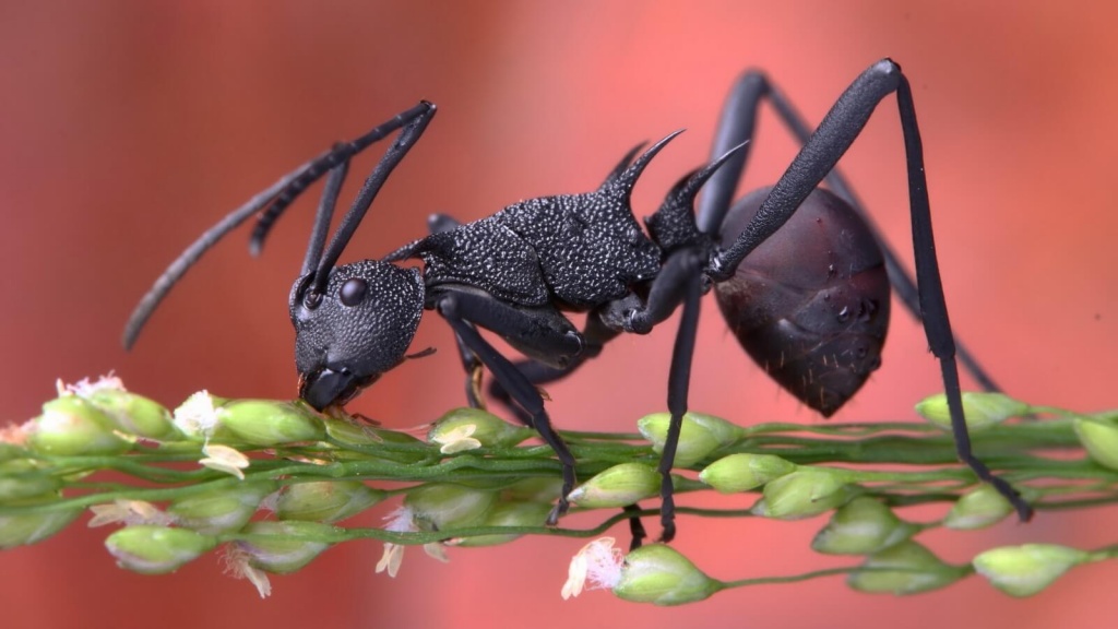 К чему снятся муравьи в большом количестве thumbnail
