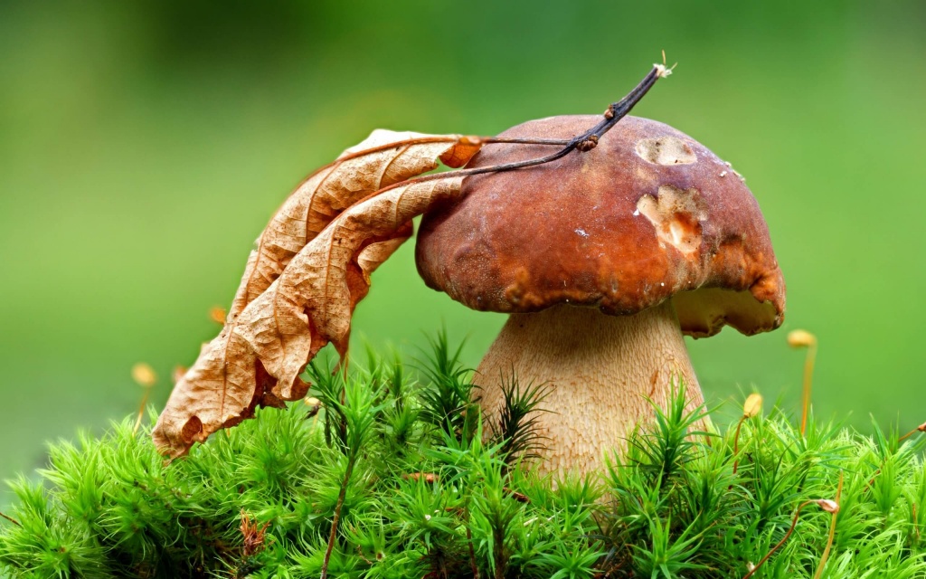 К чему снятся грибы собирать белые в лесу thumbnail