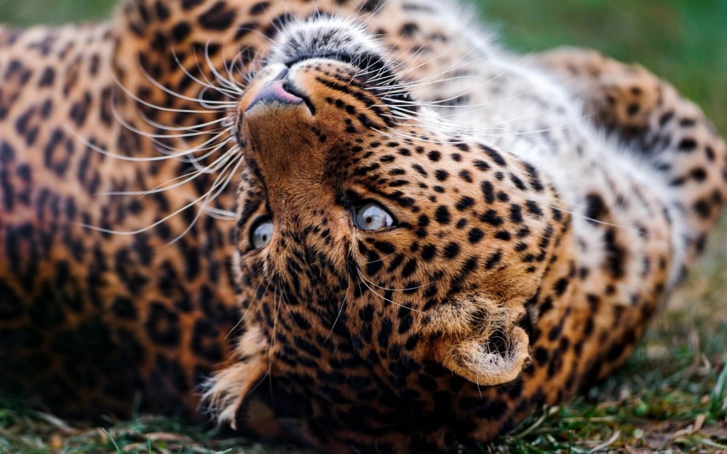 К чему снится ягуар леопард thumbnail