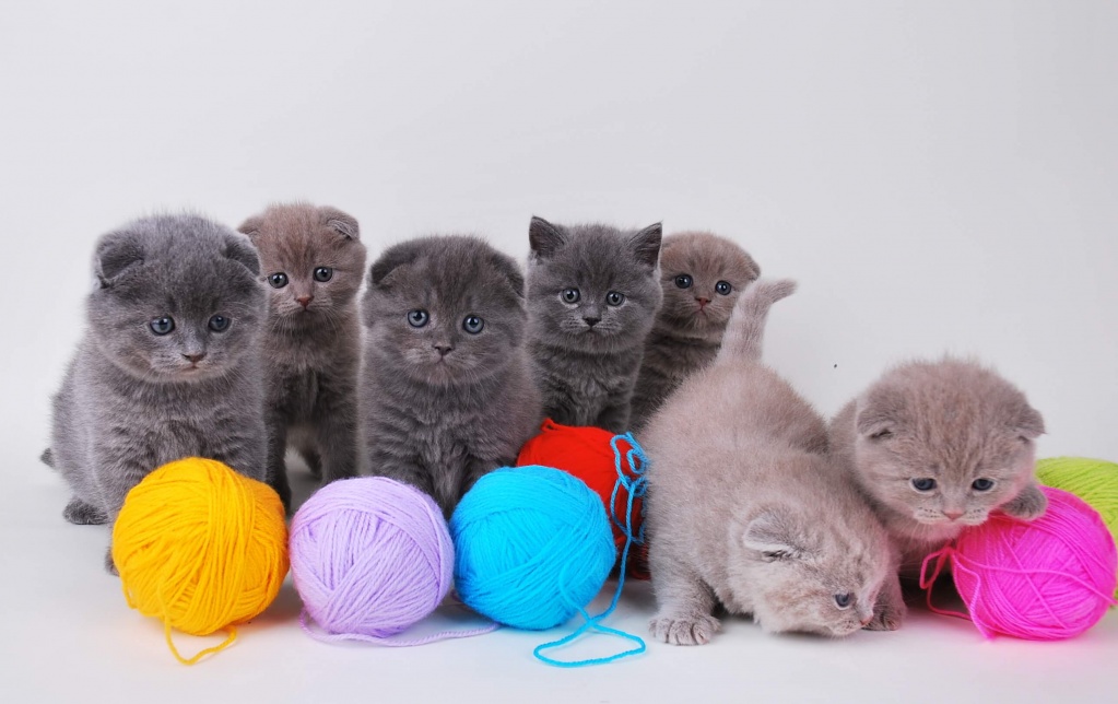 Сонник котенок.jpg