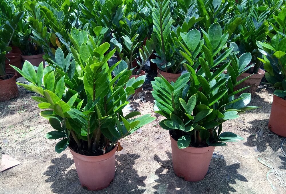 Долларовое Дерево Фото Цена