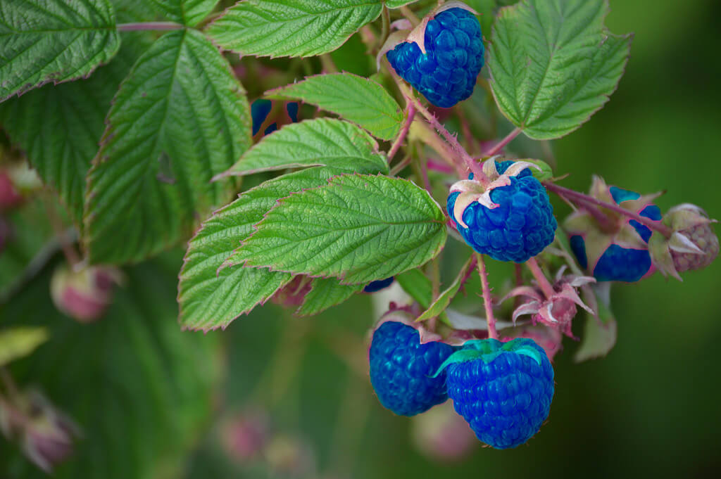 Сонник есть ягоды. Синие малина ежевика. Blue Raspberry малина. Испанская малина голубая. Малина в Испании синяя.