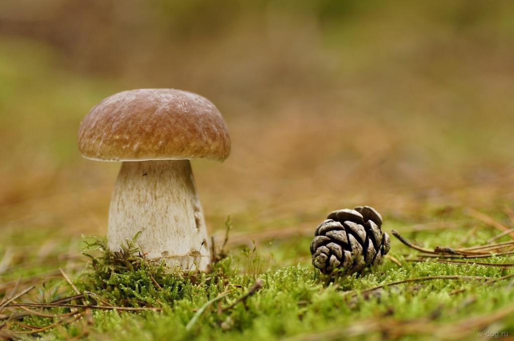 Сон белые грибы собирать в лесу thumbnail