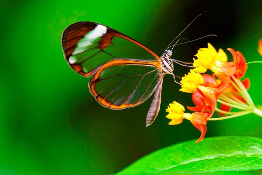 Сонник бабочки.jpg